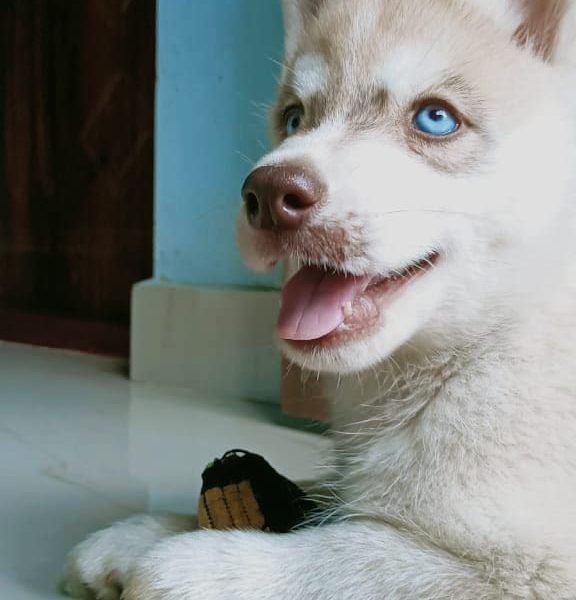 Husky