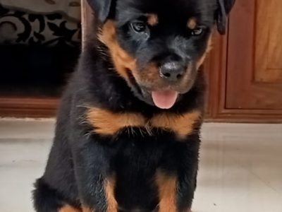 Rottweiler