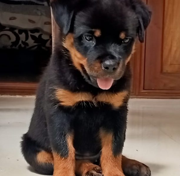 Rottweiler