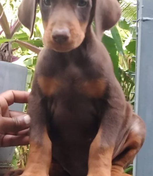 Doberman