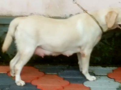 Labrador