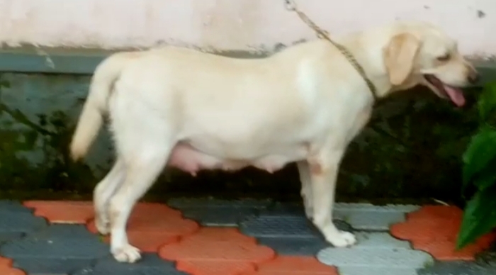 Labrador