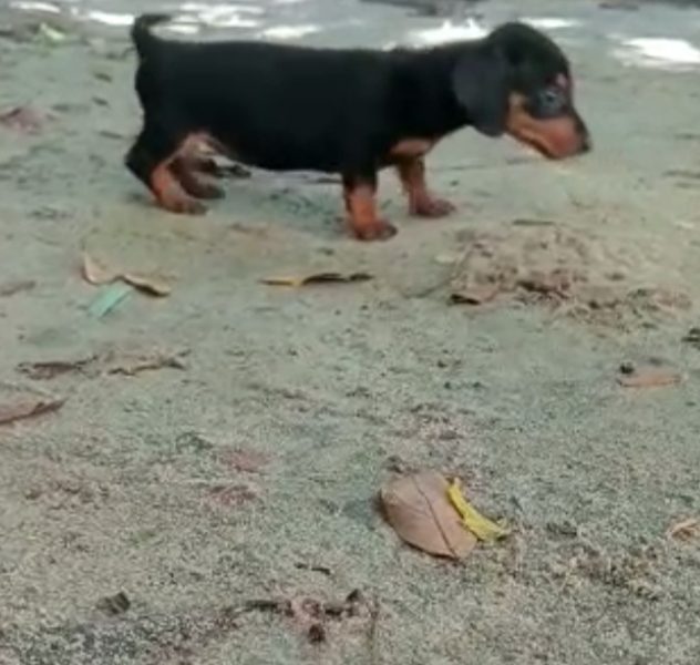 Dachshund