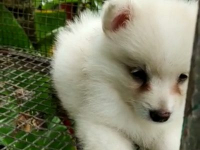 Minipom