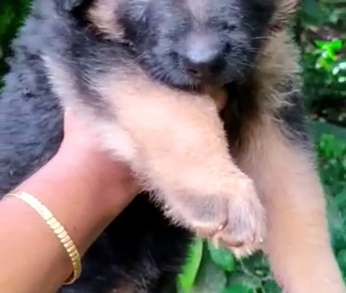 German shepherd