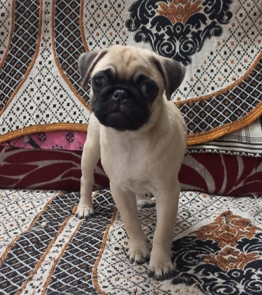 Pug