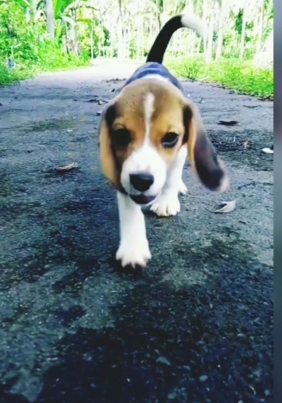 Beagle