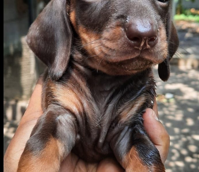 Dachshund