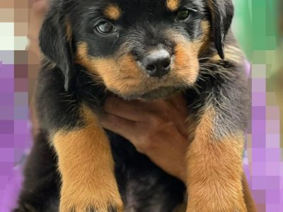 Rottweiler