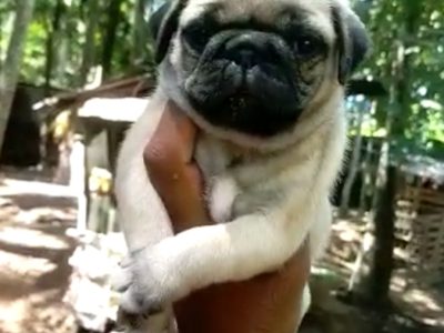 Pug