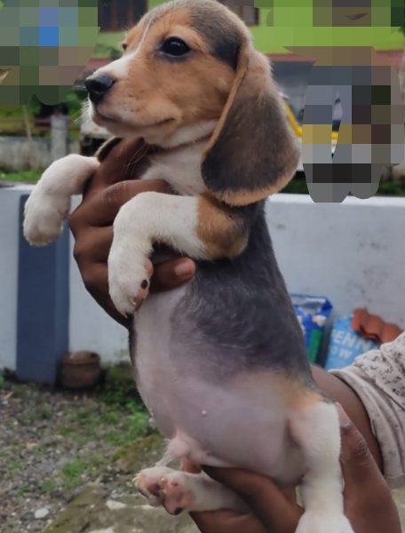 Beagle