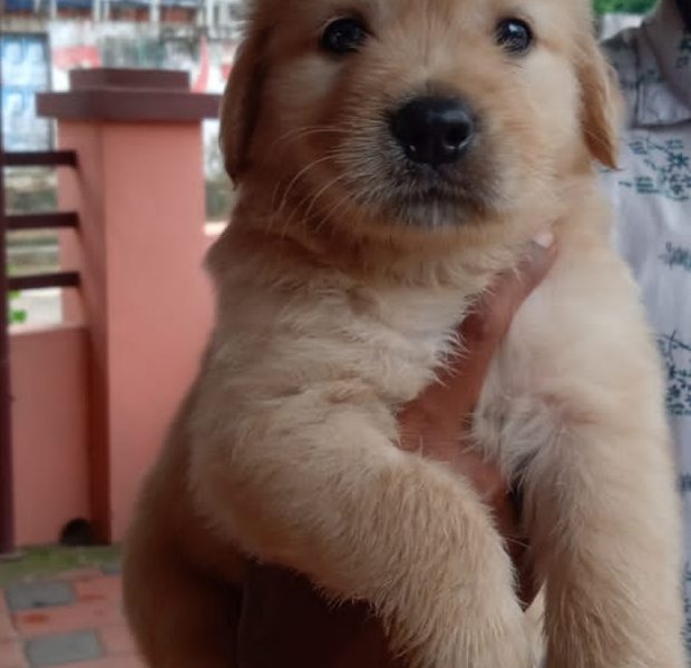 Golden Retriever