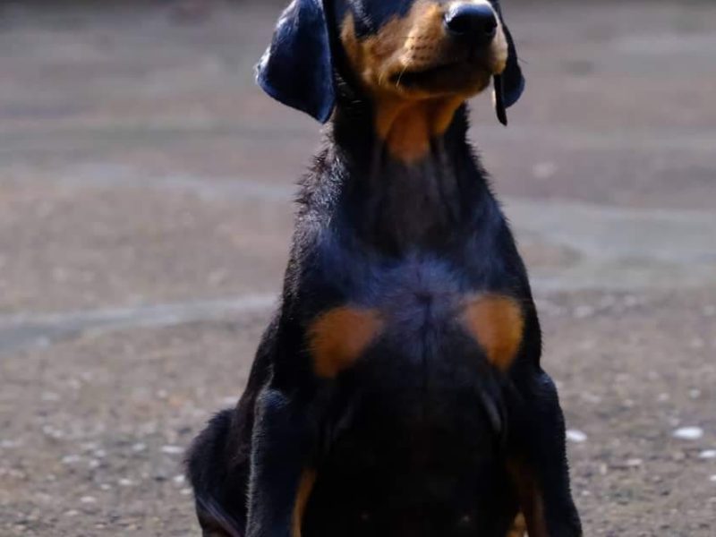 Doberman