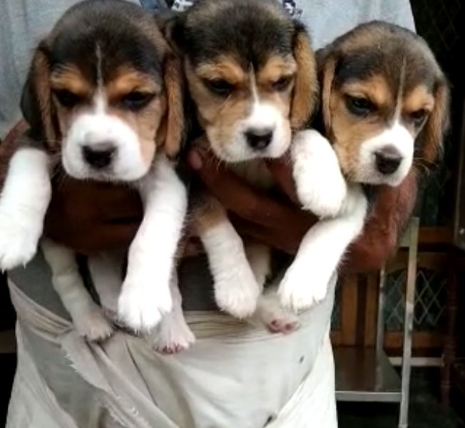 Beagle