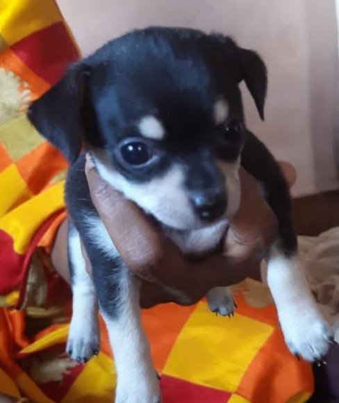 Chihuahua