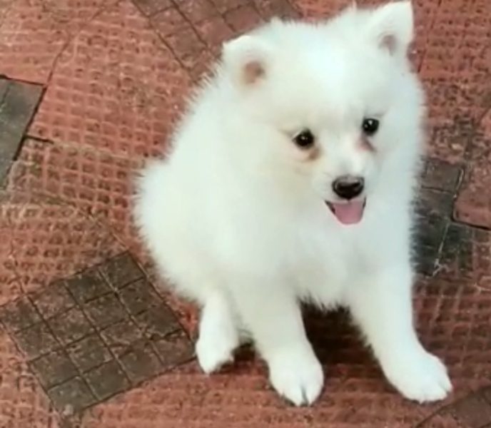 Minipom