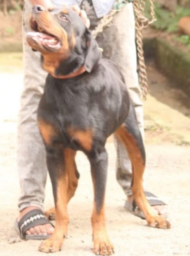 Rottweiler