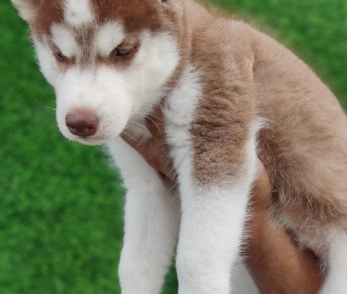 Husky