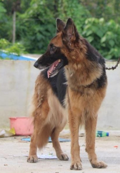 German Shepherd