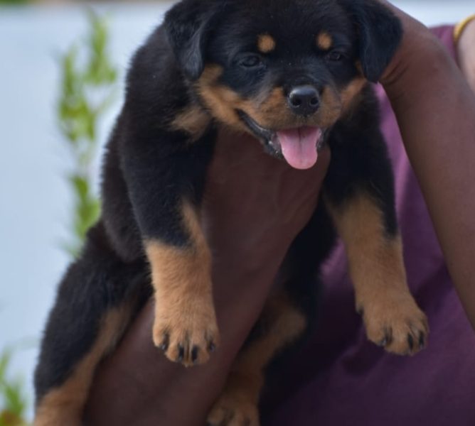 Rottweiler