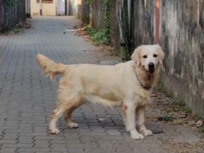 Golden Retriever