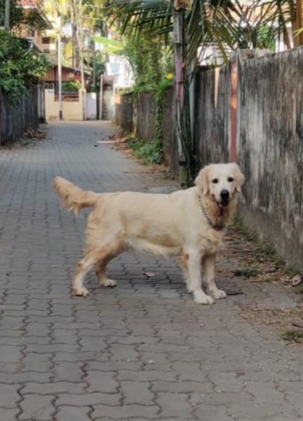 Golden Retriever