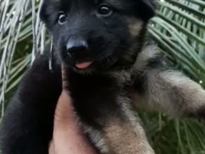 German shepherd