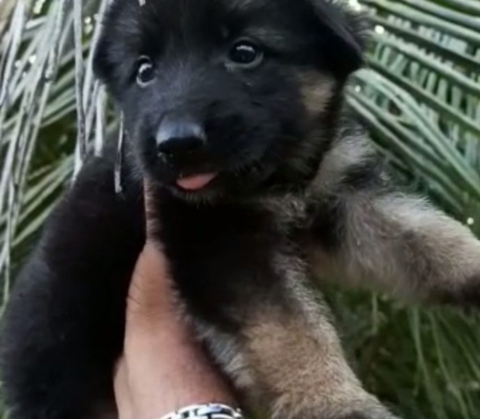 German shepherd