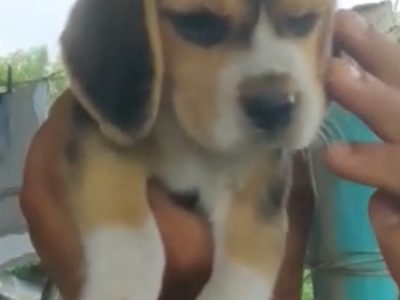 Beagle