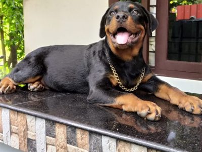 Rottweiler