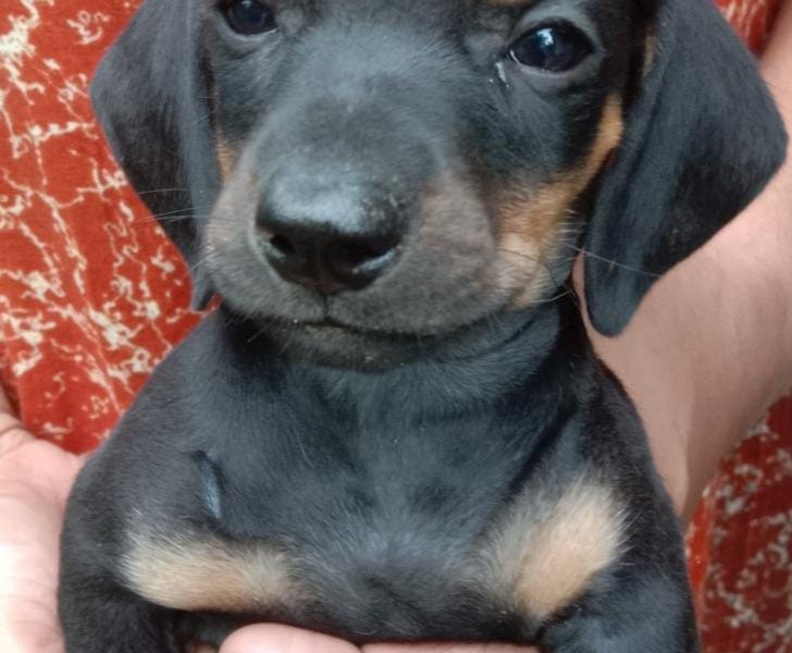 Dachshund