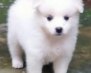 Pomeranian