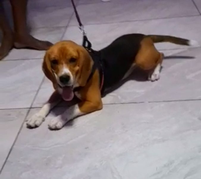 Beagle