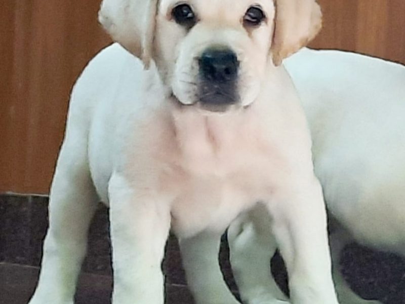 Labrador