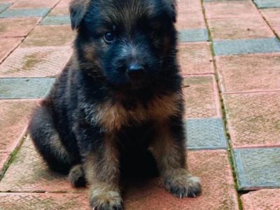 German shepherd