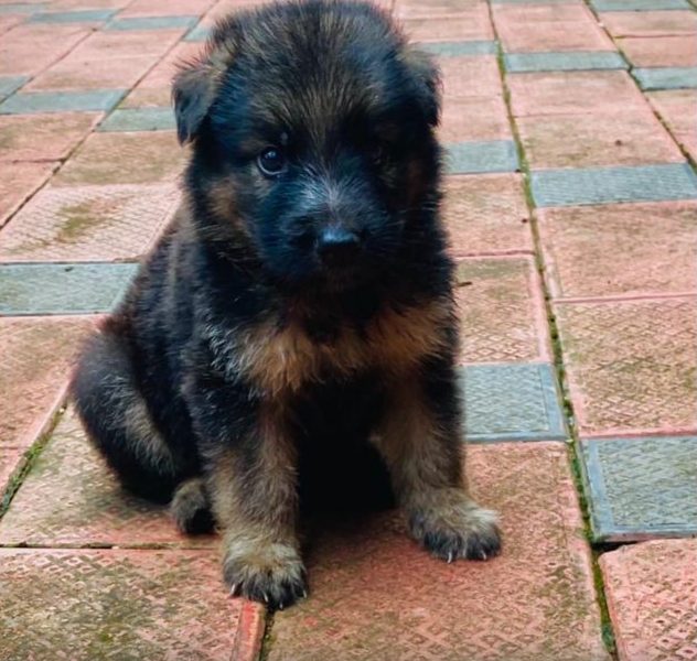 German shepherd