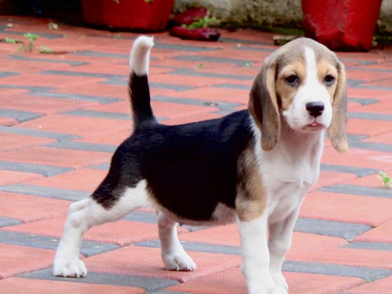 Beagle