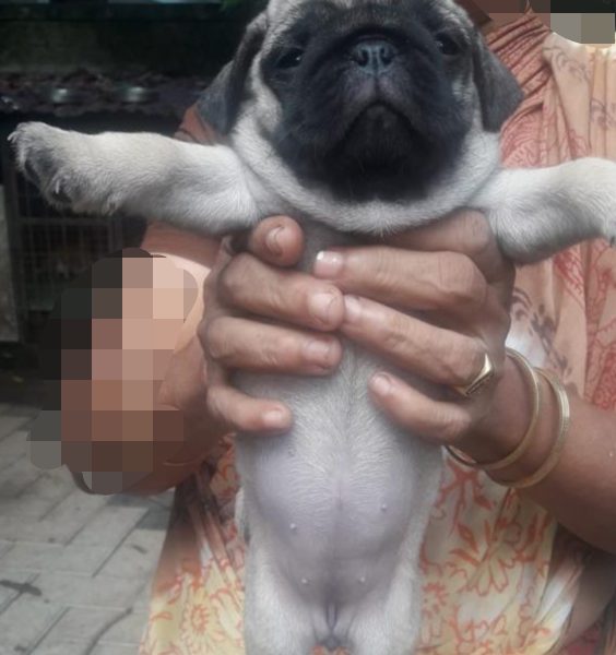 Pug