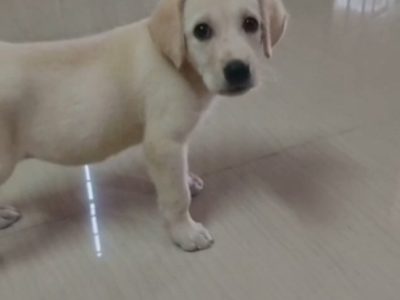 Labrador