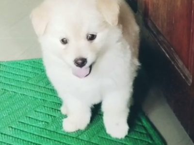 Minipom