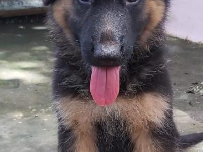 German shepherd