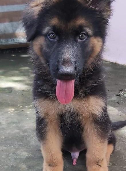 German shepherd