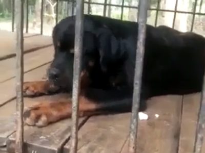 Rottweiler