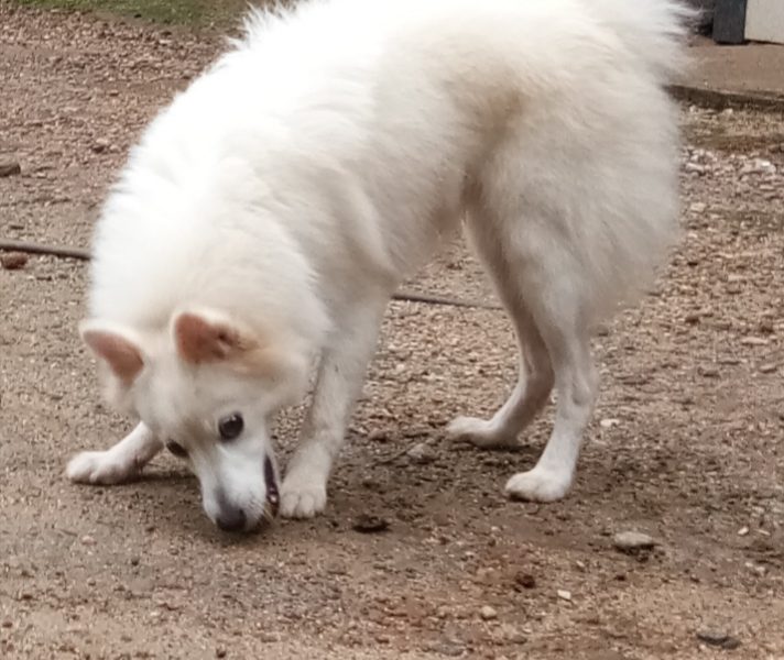 Pomeranian