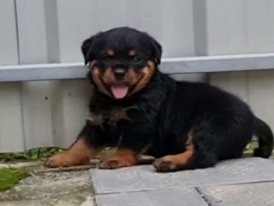 Rottweiler