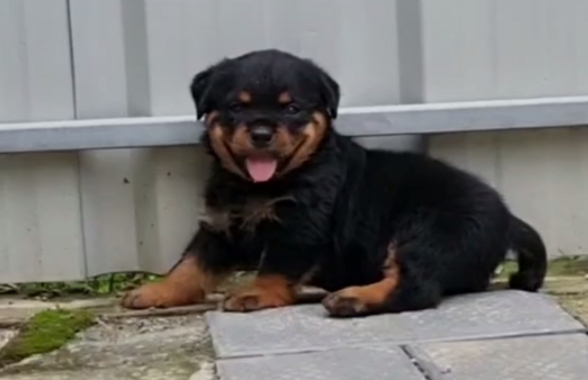 Rottweiler