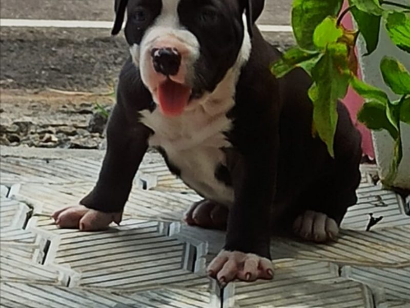 Pitbull