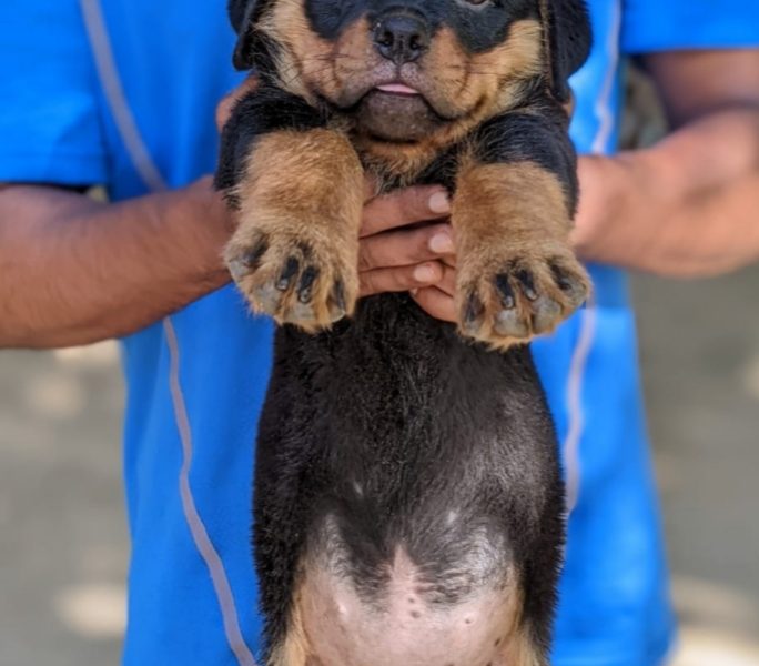 Rottweiler