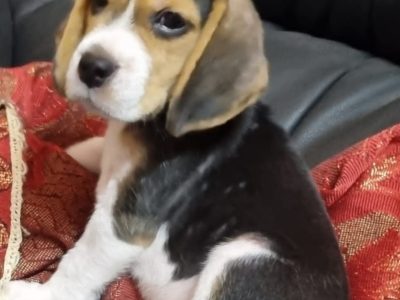 Beagle