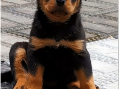 Rottweiler